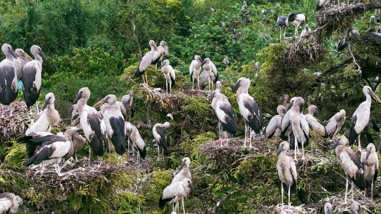 কানাইপুকুরে হাজারো পাখির বহুতল আবাস গড়ে উঠল
