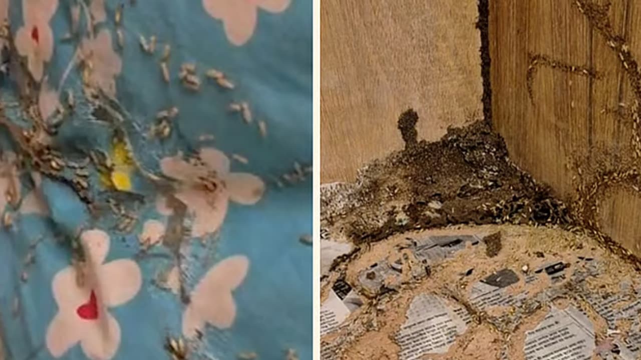 উইপোকায় ভরা বরাদ্দের কক্ষ, মধ্যরাতে সার্কিট হাউস ছাড়লেন বিরোধীদলীয় উপনেতা