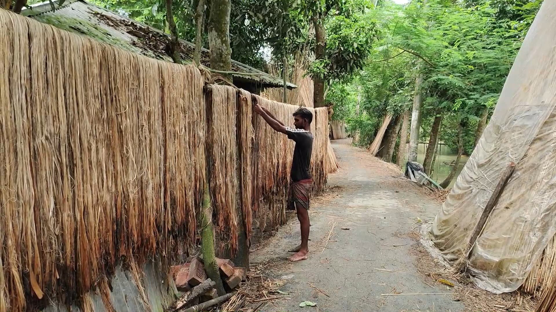 বাগেরহাটে পাটের ফলন লক্ষ্যমাত্রা ছাড়িয়েছে