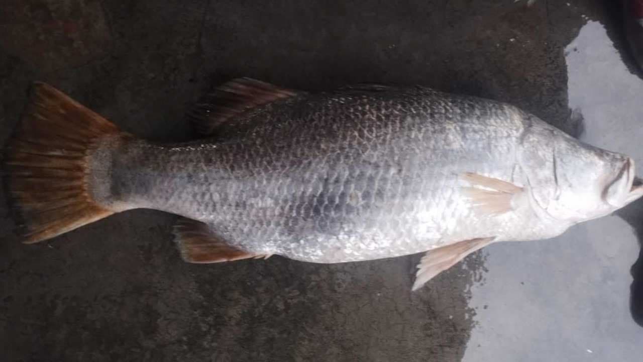 মেঘনায় ধরা পড়া ২৫ কেজির কোরাল ৩৫ হাজারে বিক্রি হলো
