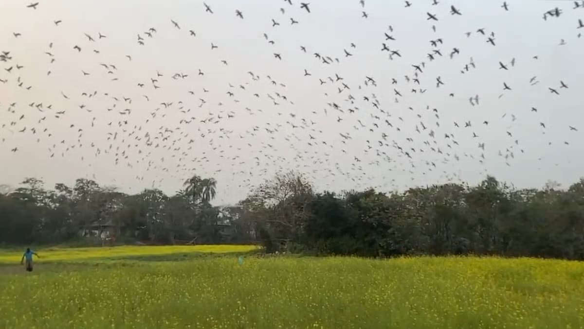 ‘পাখিবাড়ি’: হাকালুকির কূলে পাখিদের নিরাপদ আশ্রয়