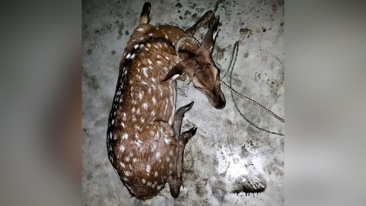 মনপুরায় লোকালয়ে চলে এলো ২৫ কেজির চিত্রা হরিণ