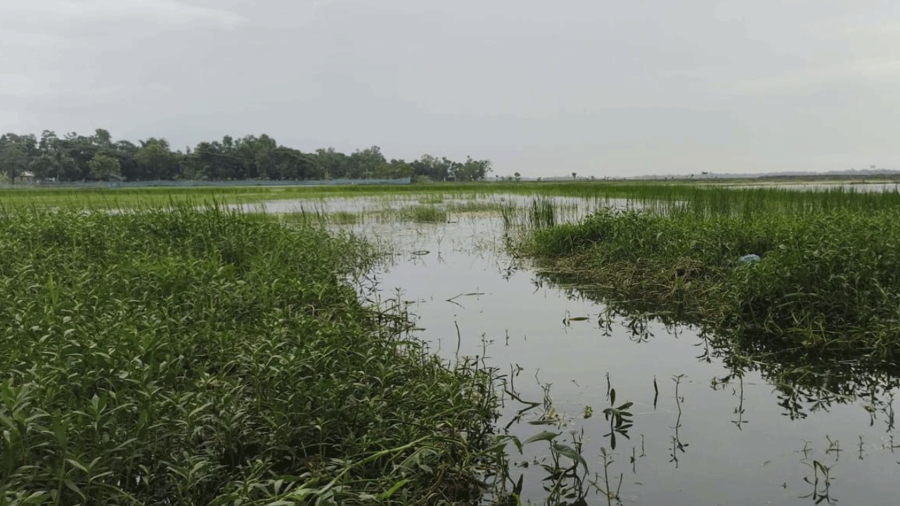 সাতক্ষীরার ভেটখালী বিলে জলাবদ্ধতায় দিশেহারা কৃষক