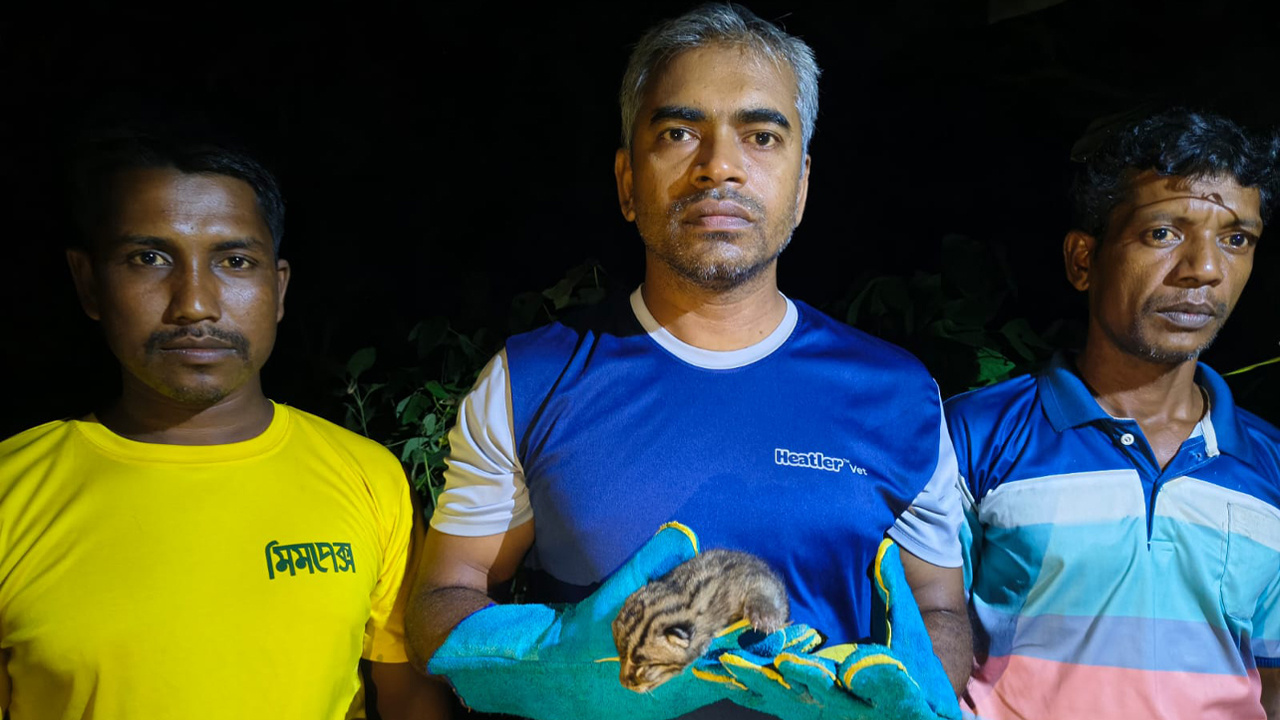 চুয়াডাঙ্গায় উদ্ধারকৃত দুটি মেছোবিড়ালের বাচ্চাকে মায়ের কাছে