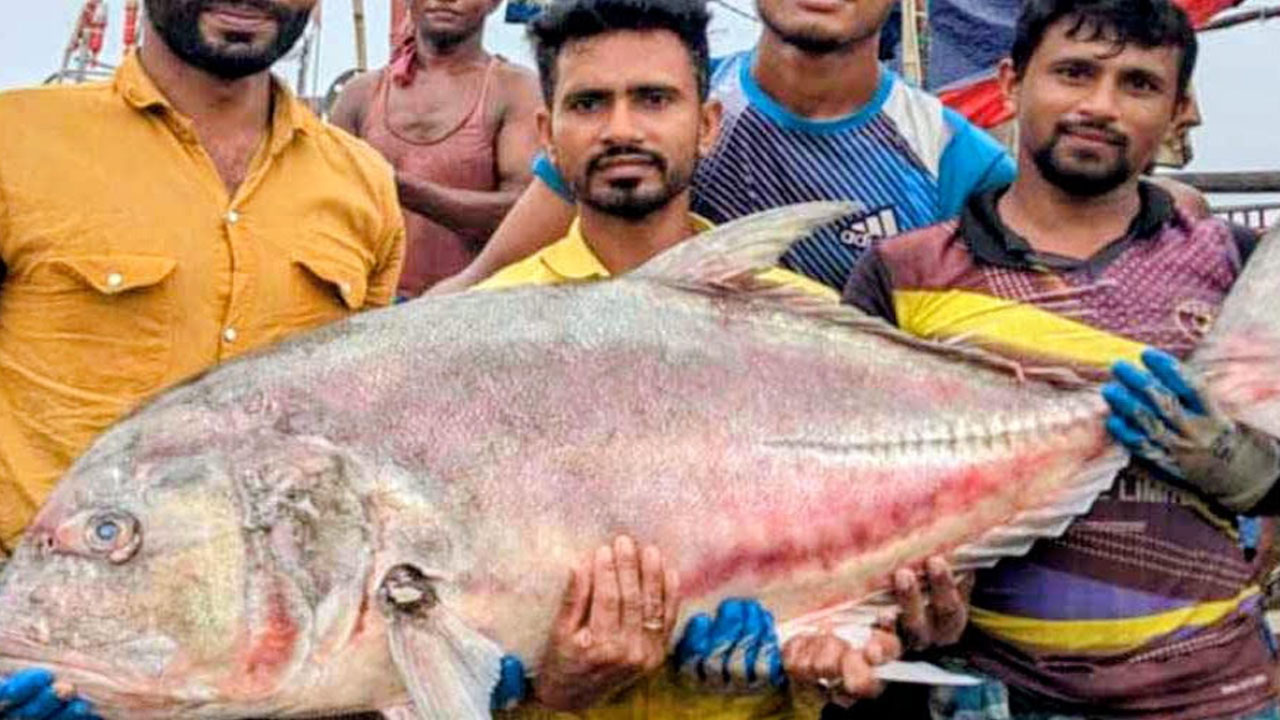 কুয়াকাটায় ৫৪ কেজির বিশাল তবল মাছ, বিক্রি ৩৬ হাজার টাকায়