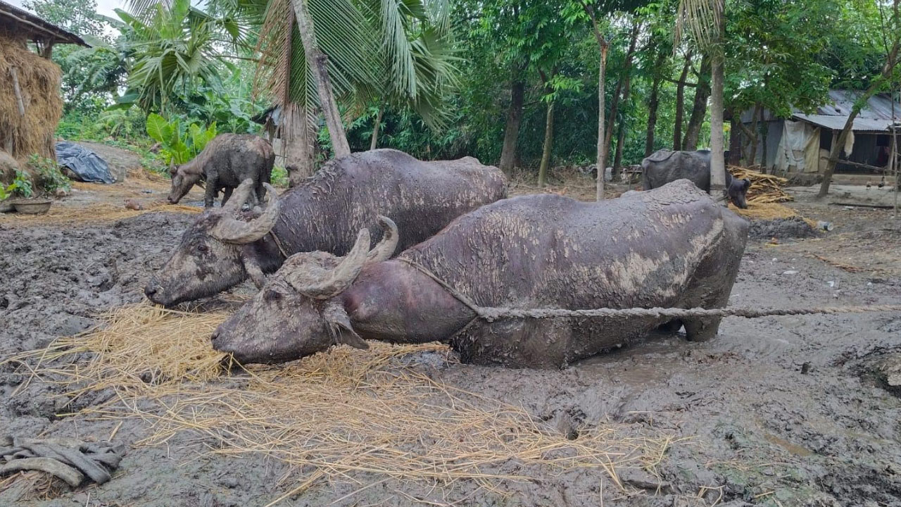 ঝিনাইদহে ৬ মাস কাদায় বন্দি ৪ মহিষ উদ্ধার, মালিকের বিরুদ্ধে ব্যবস্থা