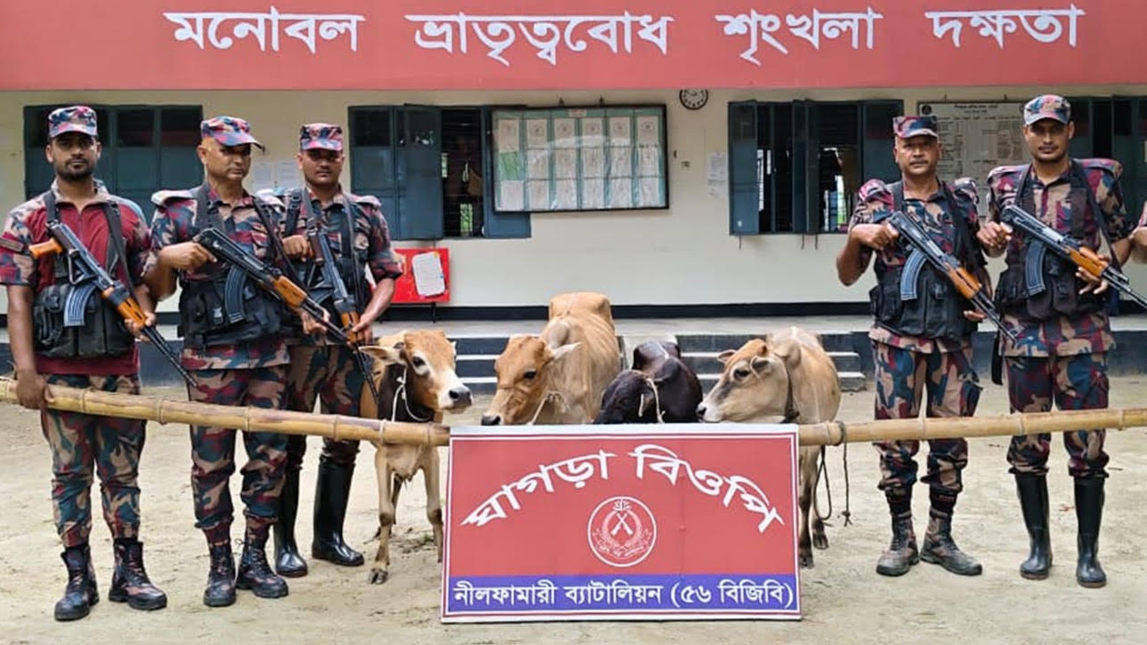 পঞ্চগড় সীমান্তে মালিকবিহীন ৪৮টি ভারতীয় গরু উদ্ধার করল বিজিবি
