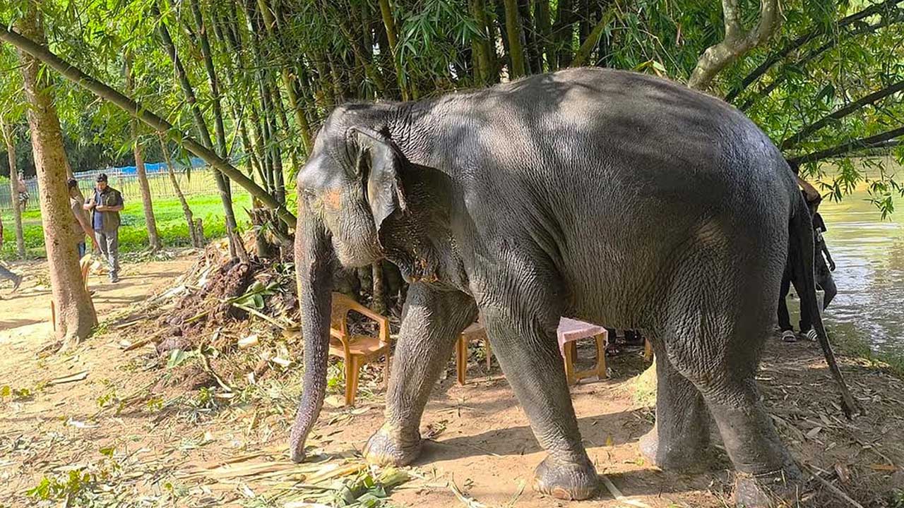 নির্যাতনের শিকার সম্রাট ও নিহারকলি ফিরছে সাফারি পার্কে