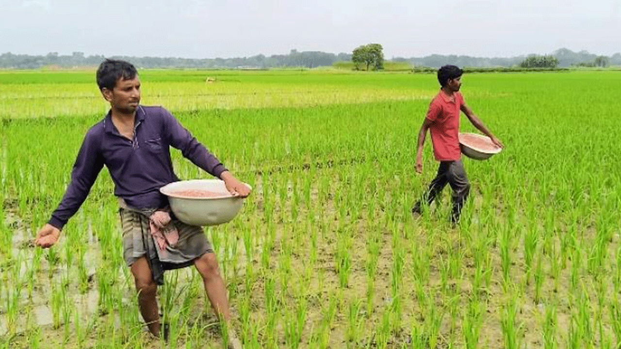ঝিনাইদহে সার সংকটের অভিযোগ, কৃষি বিভাগের অস্বীকার