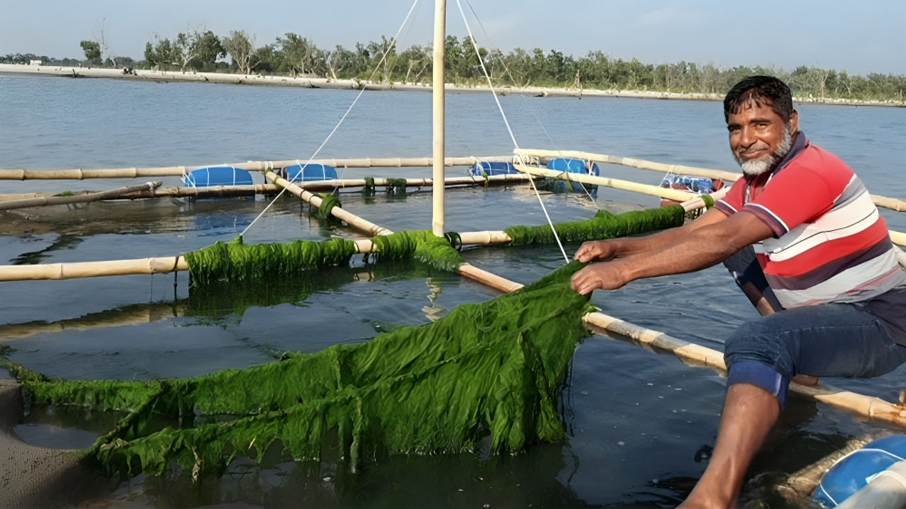 সামুদ্রিক শৈবাল: সুনীল অর্থনীতির নতুন সম্ভাবনা