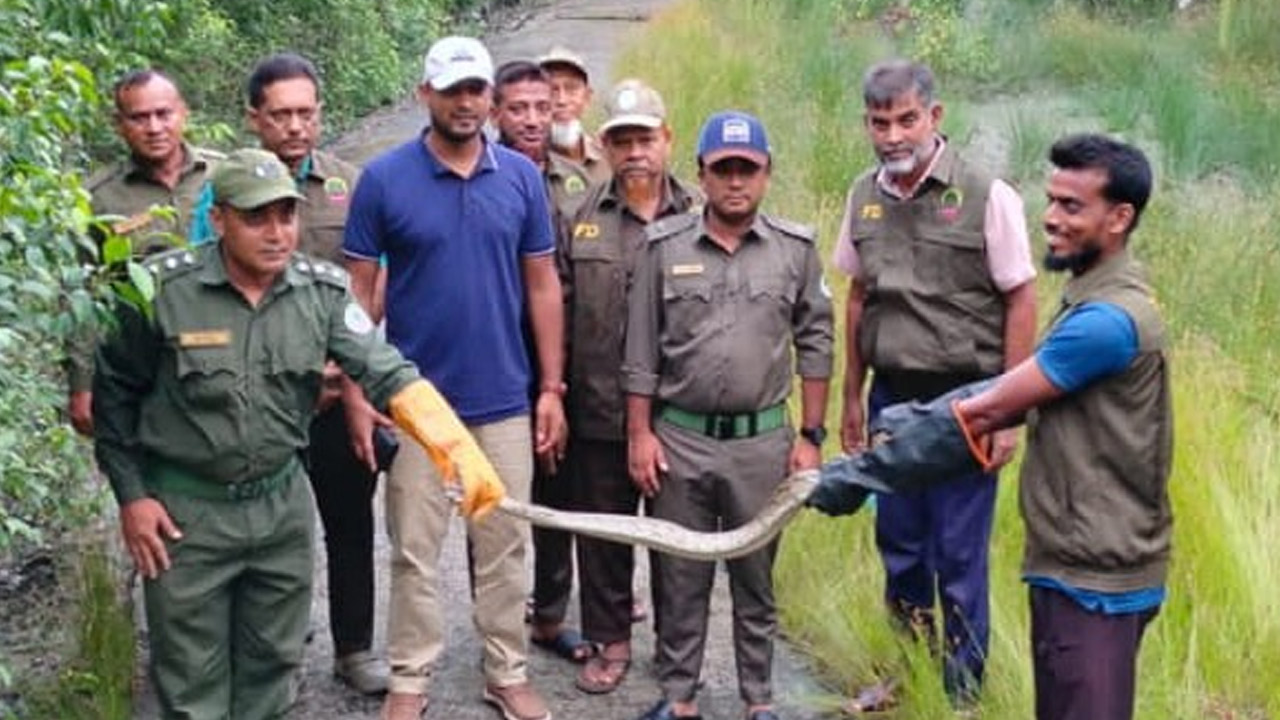 সুন্দরবনের ১০ ফুট অজগর উদ্ধার করে বনে অবমুক্ত