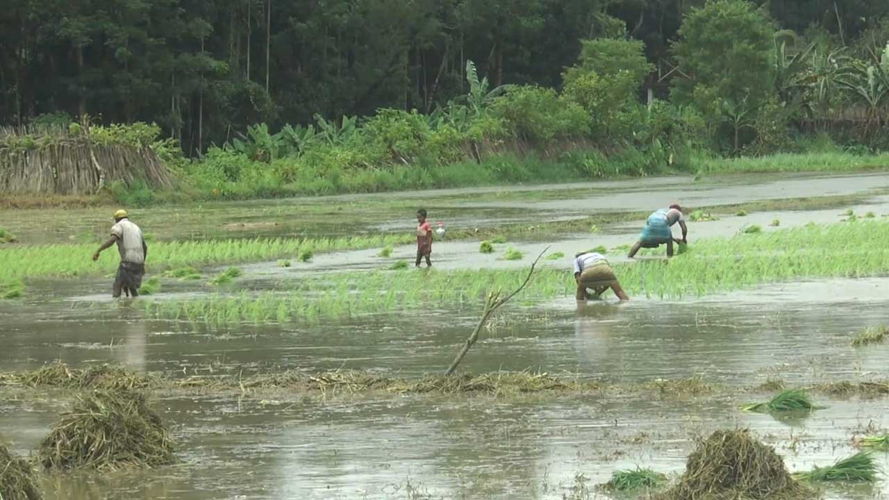 ভোলার ১৩ হাজার হেক্টর আমন চাষ জলাবদ্ধতায় হুমকির মুখে পড়েছে