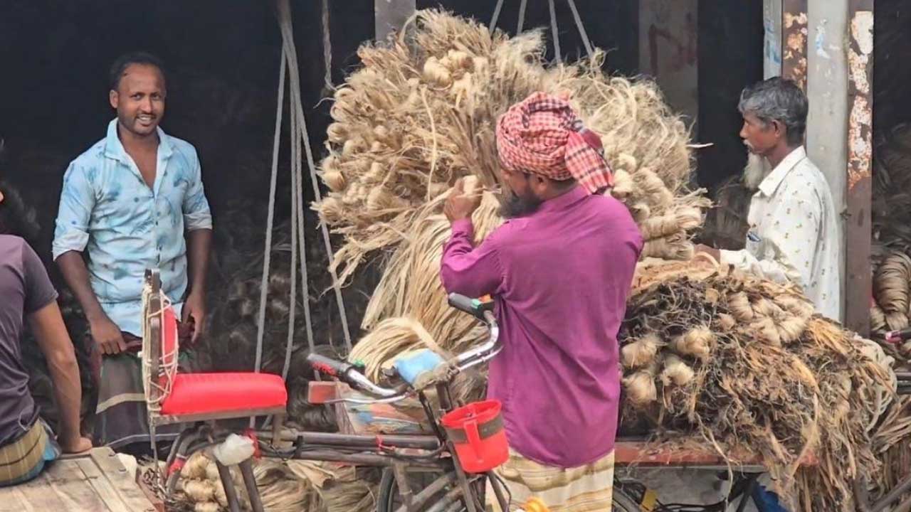 ফরিদপুরে পাটের বাম্পার ফলন হলেও ন্যায্যমূল্য নিয়ে শঙ্কিত চাষিরা