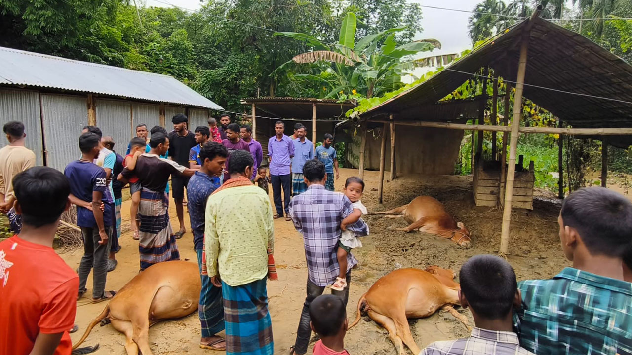 মহালছড়িতে বিদ্যুৎস্পৃষ্টে মৃত তিন গরু