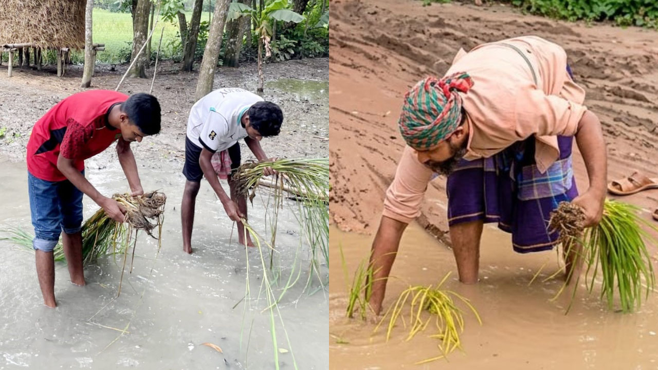 গৌরনদীতে সড়কের কাদায় ধানের চারা রোপণ করে প্রতিবাদ জানালেন বাসিন্দারা