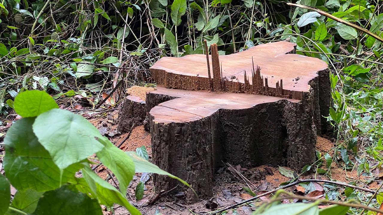 লাউয়াছড়া জাতীয় উদ্যান থেকে সেগুন গাছ চুরি হয়েছে