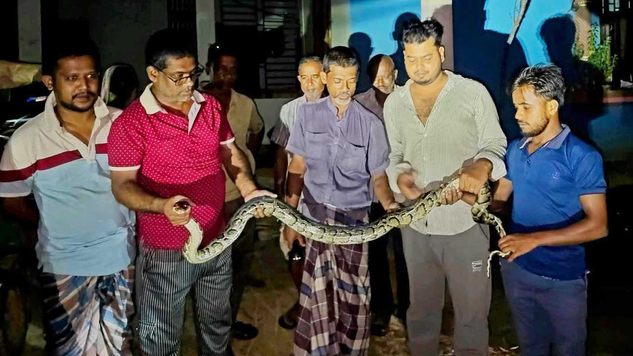 শ্রীমঙ্গলে বসতবাড়ির খাদ থেকে অজগর সাপ উদ্ধার করলেন বন্যপ্রাণী কর্মীরা