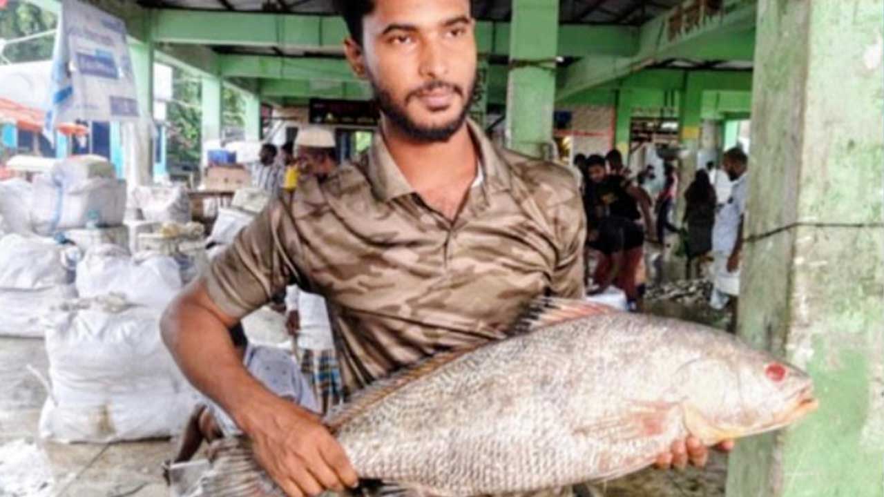 পটুয়াখালীতে ৮ কেজি কালো দাতিনা বিক্রি হলো ৪০ হাজারে