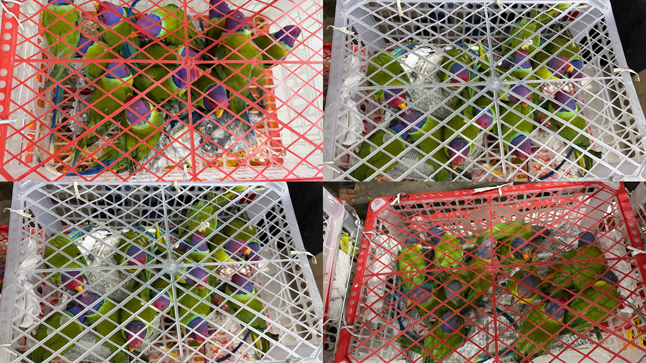 বগুড়ায় বাসে লুকানো ১০৩টি টিয়া উদ্ধার