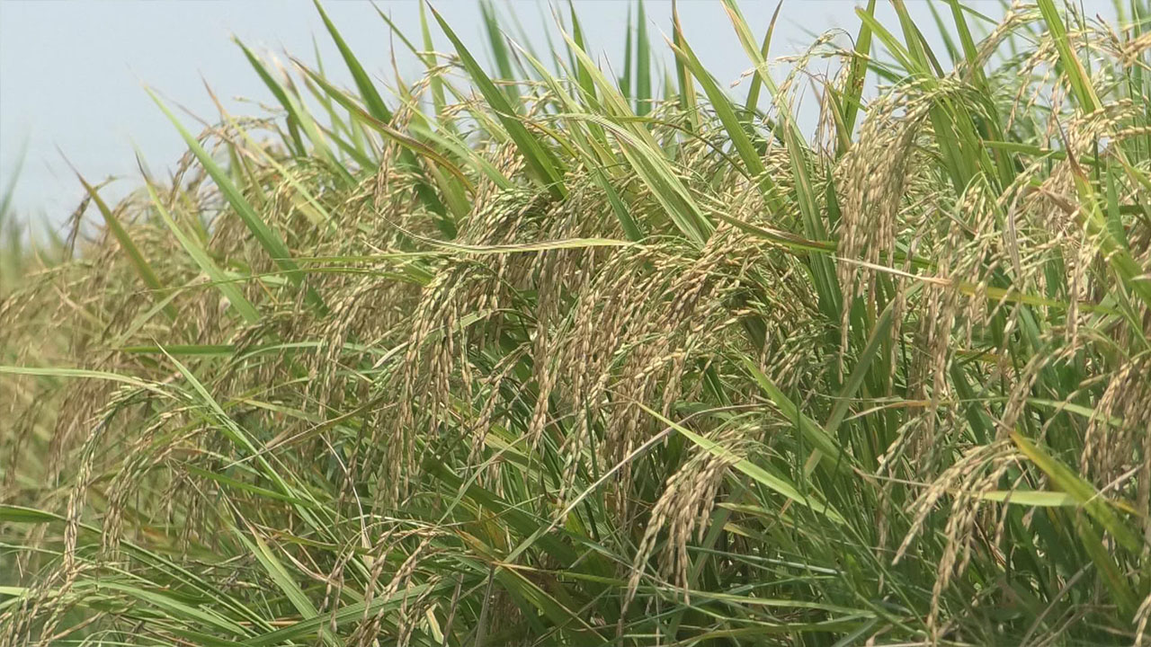 নওগাঁয় আউশ ধানে কৃষকের লোকসান