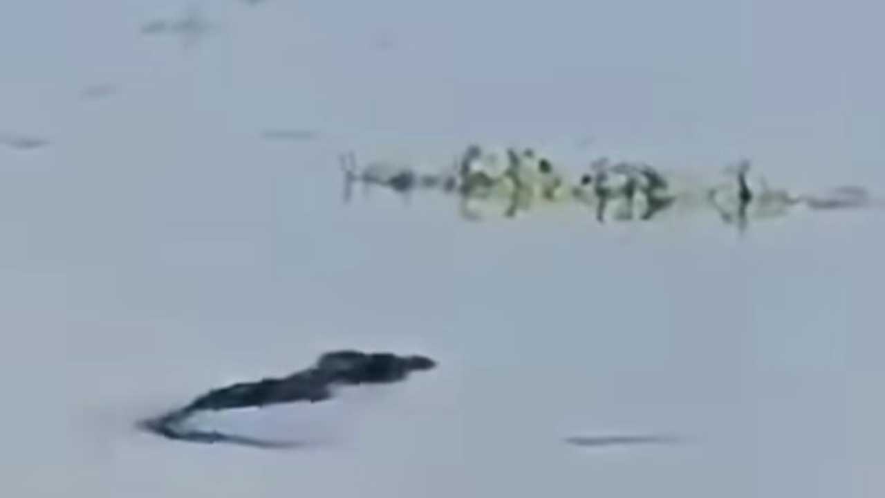 বাগেরহাটের বলেশ্বর নদে বিশাল কুমির আবিষ্কার
