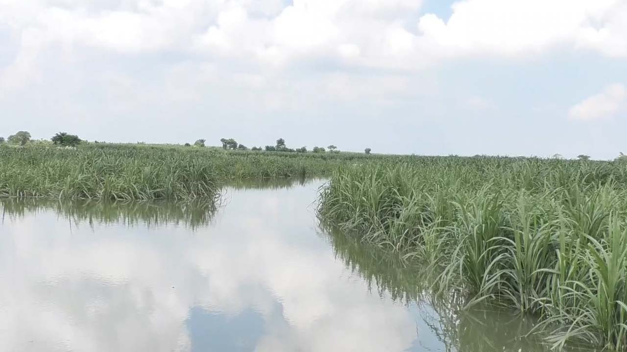 পদ্মা-যমুনার পানি বিপৎসীমার কাছাকাছি, তলিয়ে গেল হাজার বিঘা ফসলি জমি