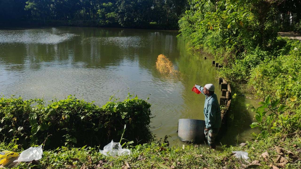 নিজস্ব খাদ্যে মাছ চাষে সাফল্য ফেনীর এই চাষির