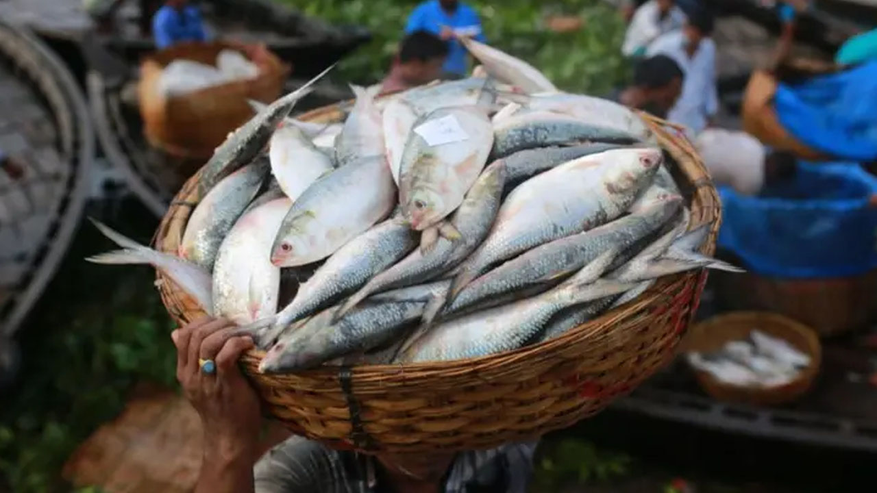 ৮-২৯ অক্টোবর সারাদেশে ইলিশ আহরণ নিষিদ্ধ