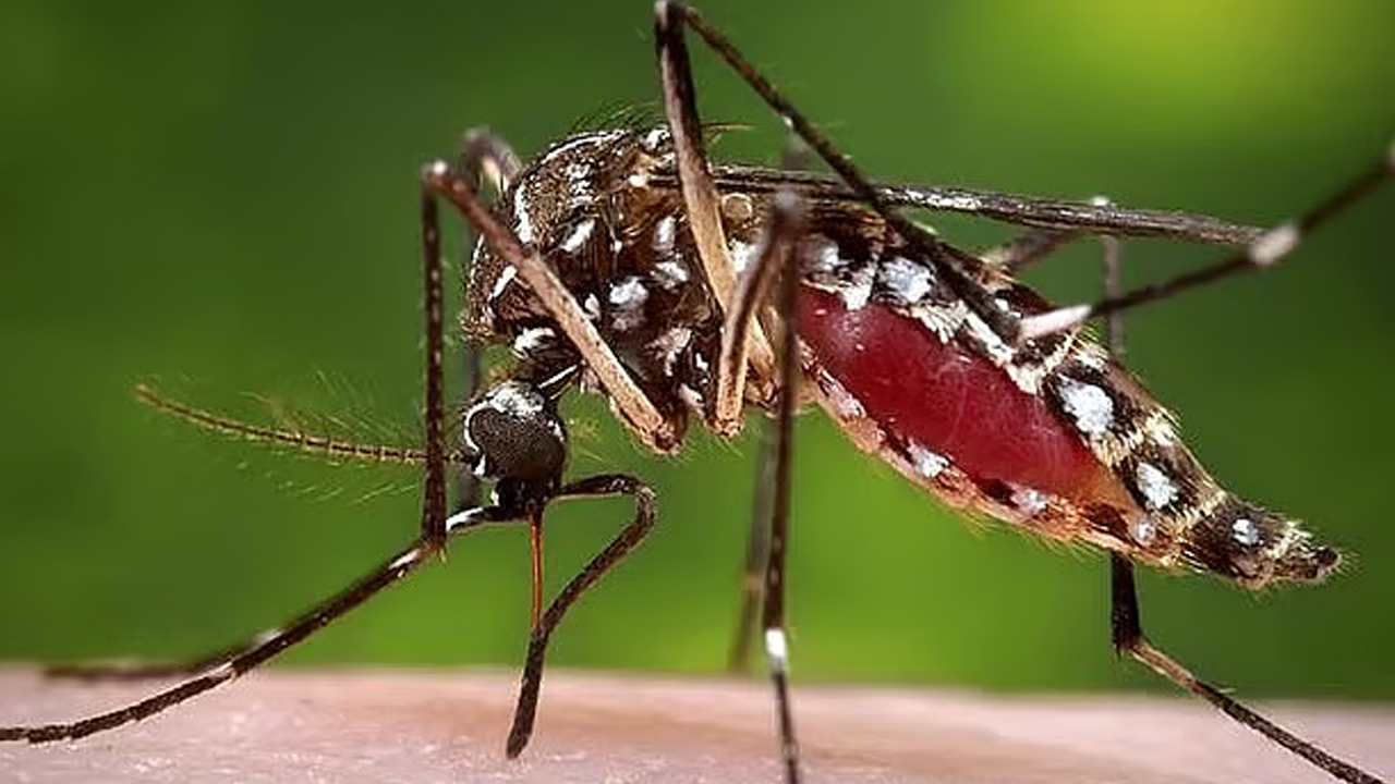 ডেঙ্গুতে আরও ৭ মৃত্যু, হাসপাতালে ভর্তি ১৭৫৩