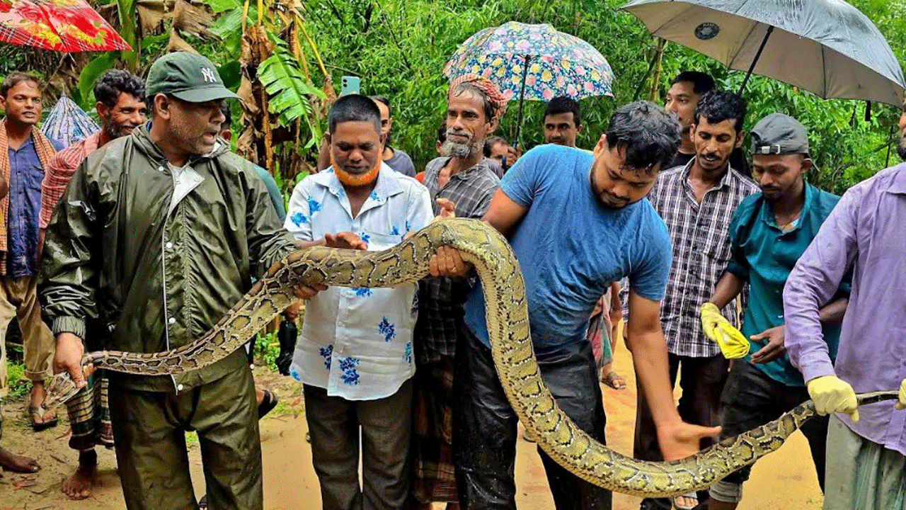 মৌলভীবাজারে ১২ ফুট লম্বা অজগর উদ্ধার