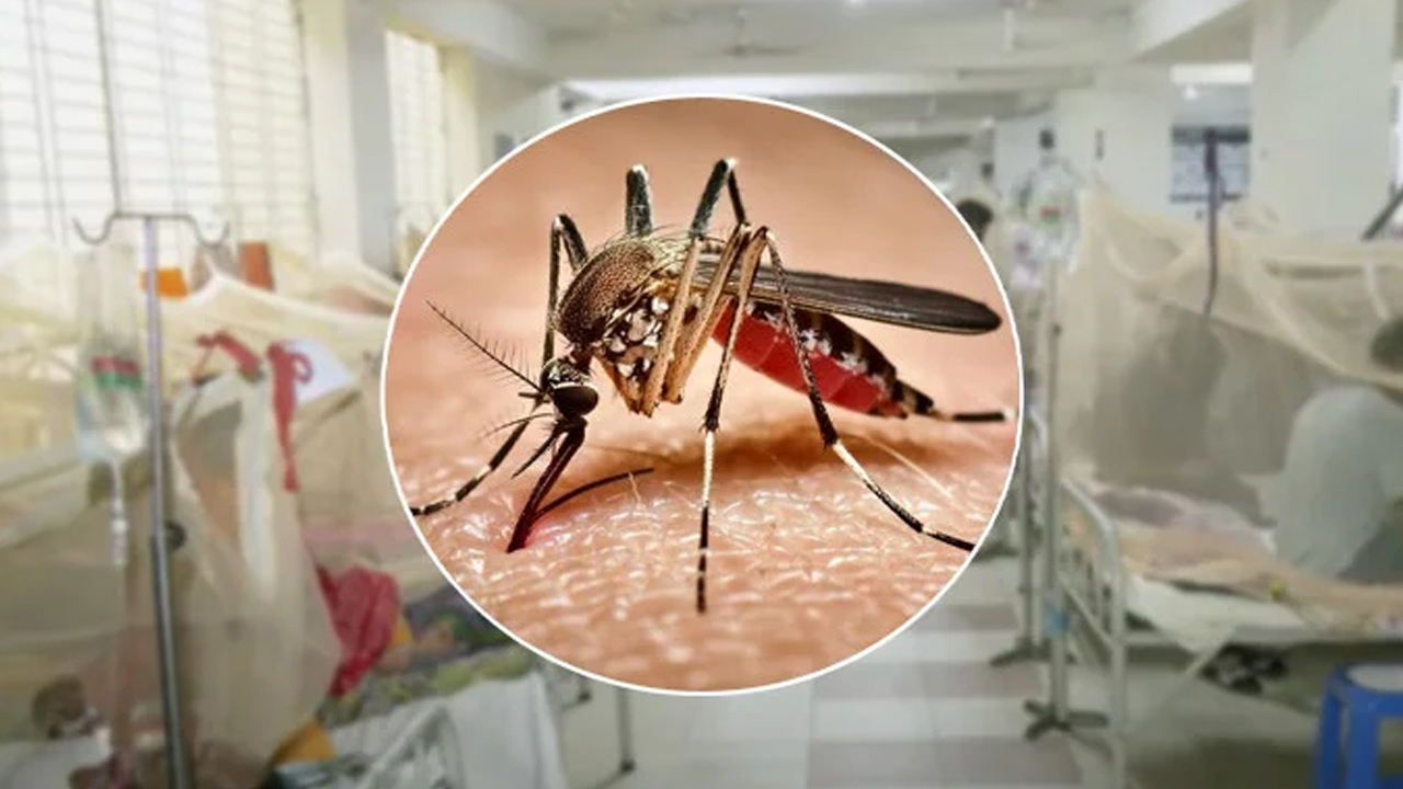 ২৪ ঘণ্টায় ডেঙ্গুতে ৫ মৃত্যু, হাসপাতালে ভর্তি ১৪৮৪