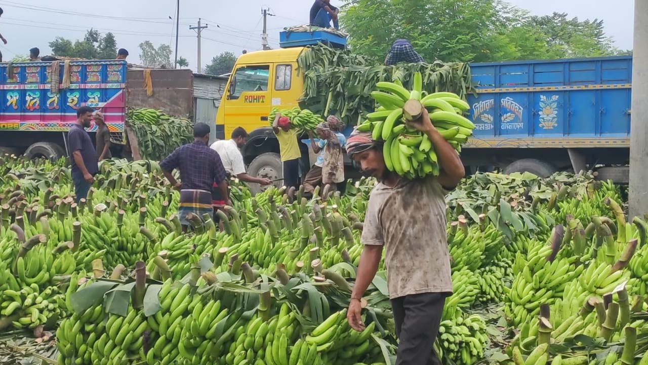 দিনাজপুরে কলার হাটে দাম কম, আশা ২০০ কোটি টাকার