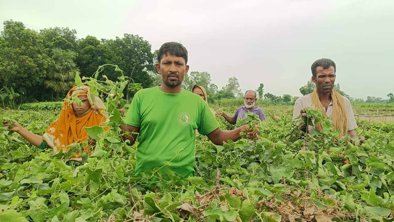 নওগাঁয় ১২ বিঘা পটলক্ষেত ধ্বংস, কৃষকদের লাখ টাকা ক্ষতি