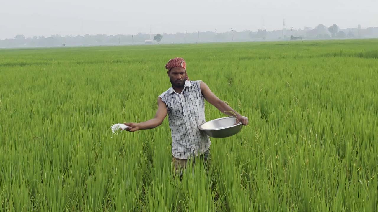 মানিকগঞ্জে মাটির উর্বরতা হ্রাস, সারের চাহিদা বৃদ্ধি