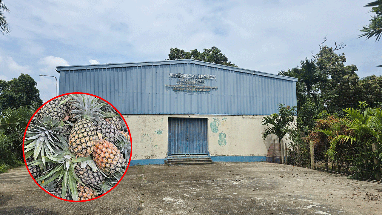 নানিয়ারচরে সাড়ে তিন কোটি টাকার আনারস চিপস কারখানা অচল