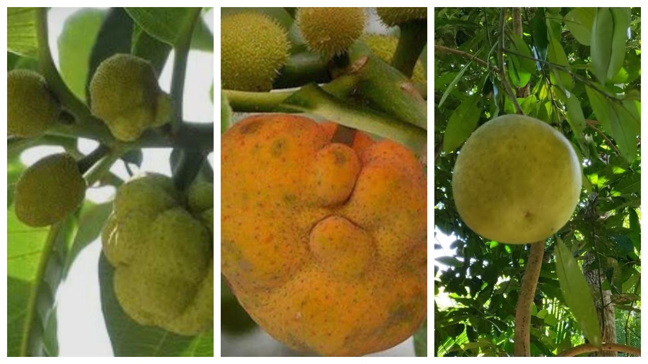 ফরিদপুরে দেশীয় ফল কমছে, আমের বাগান বাড়ছে
