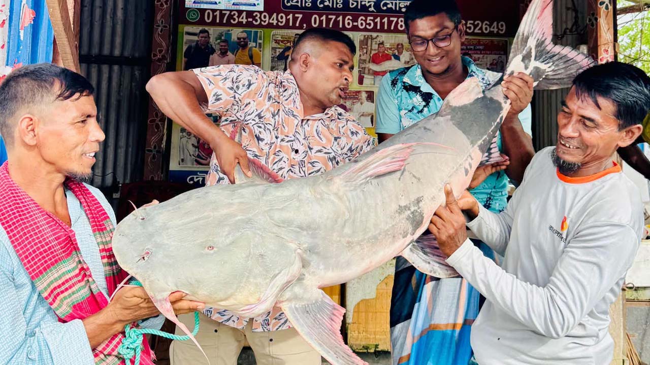 রাজবাড়ীতে ৩৩ কেজি বাঘাইড় ধরা, নিলামে বিক্রি