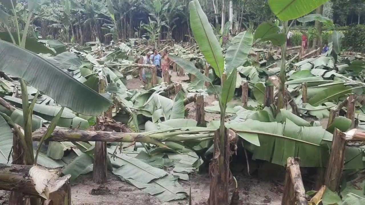জয়পুরহাটে কৃষকের ৭০০ কলাগাছ কেটে ফেলল দুর্বৃত্তরা