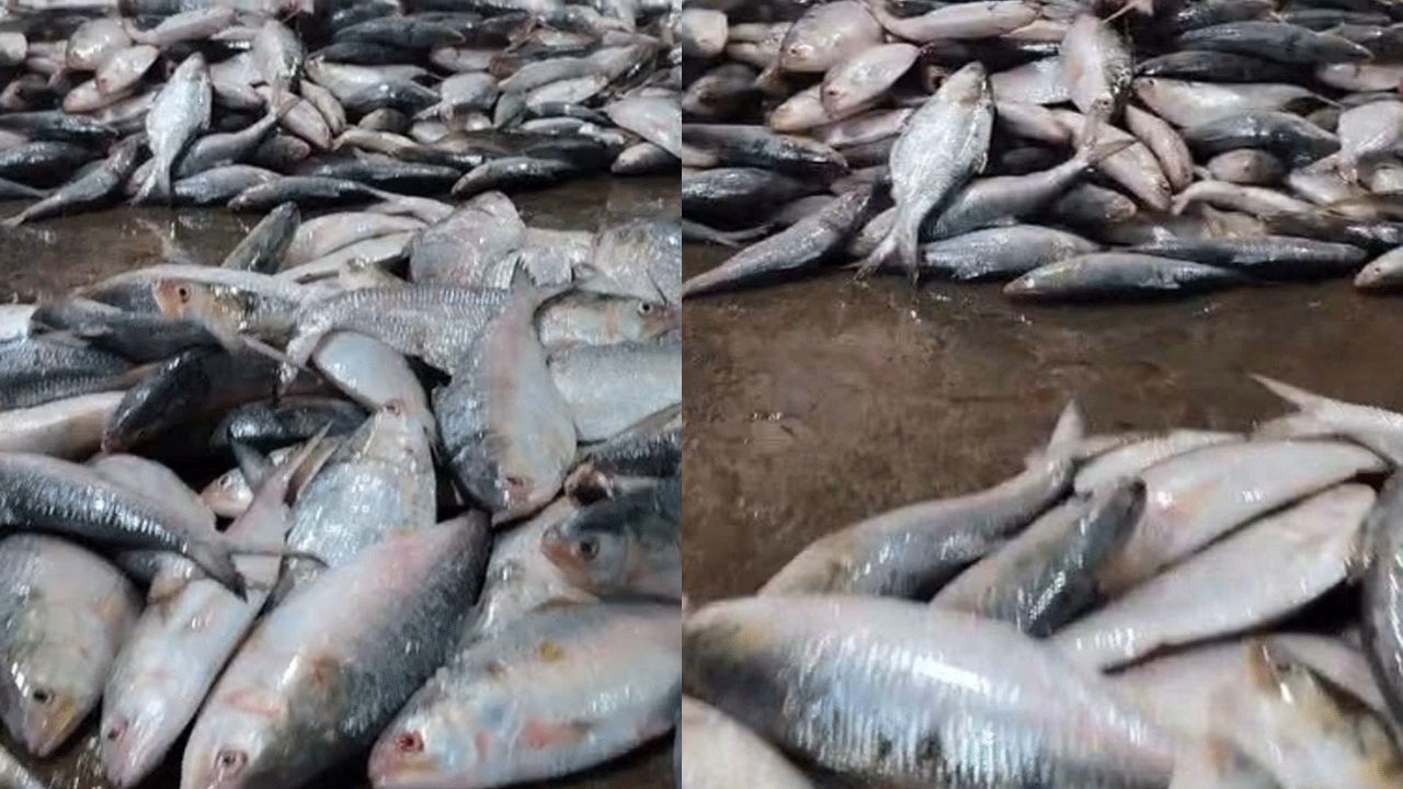 নোয়াখালী/এক ট্রলারে মিলল ৬০ মণ ইলিশ, বিক্রি ২০ লাখ টাকায়