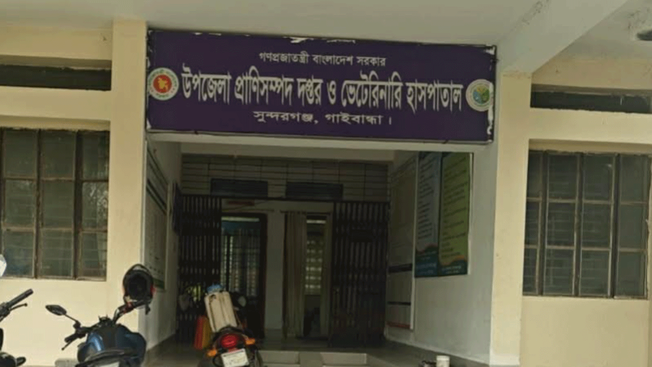 গাইবান্ধায় অ্যানথ্রাক্সে আক্রান্ত ৩৭, পরীক্ষা ছাড়া পশু জবাই নিষেধ