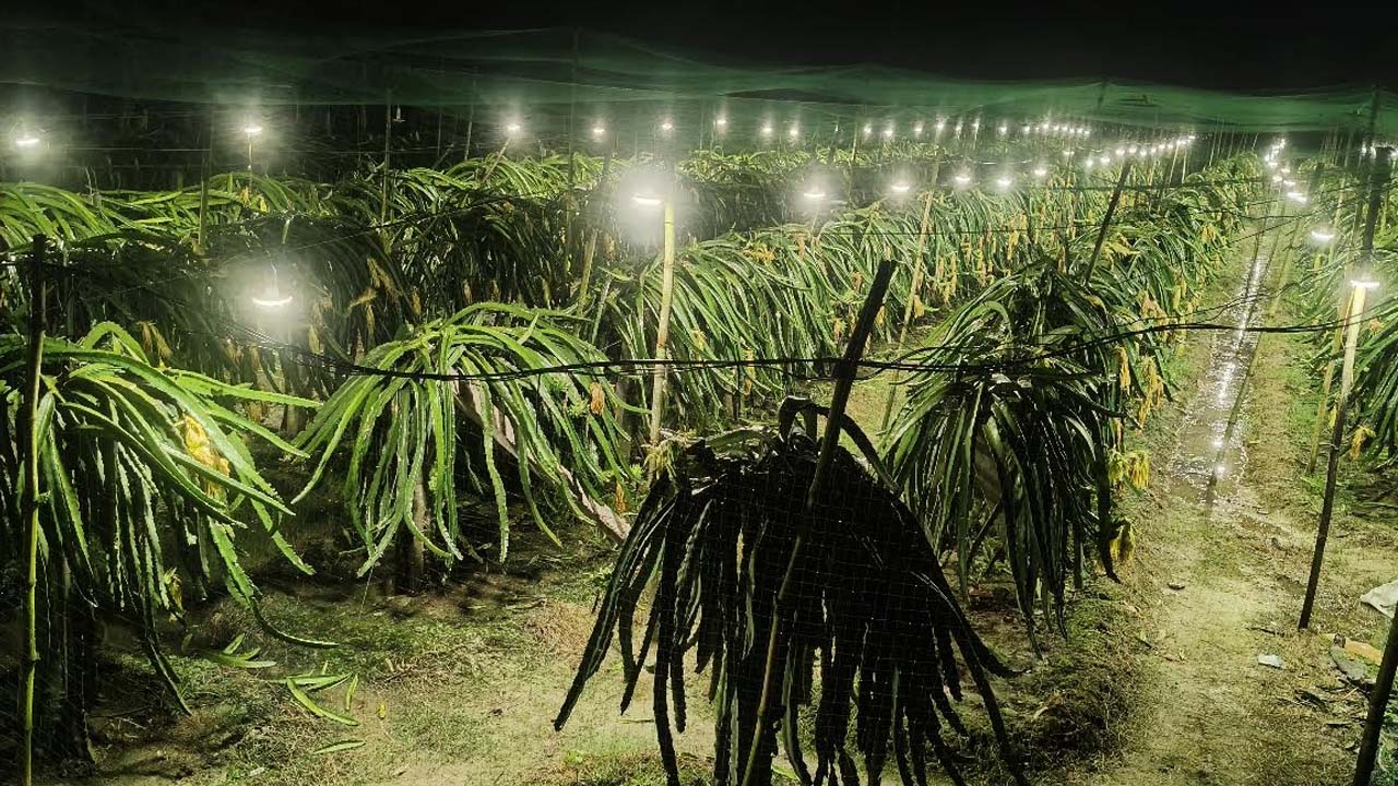 ড্রাগন বাগানে রাতভর জ্বলে হাজারো লাইট, স্থানীয়দের ক্ষোভ