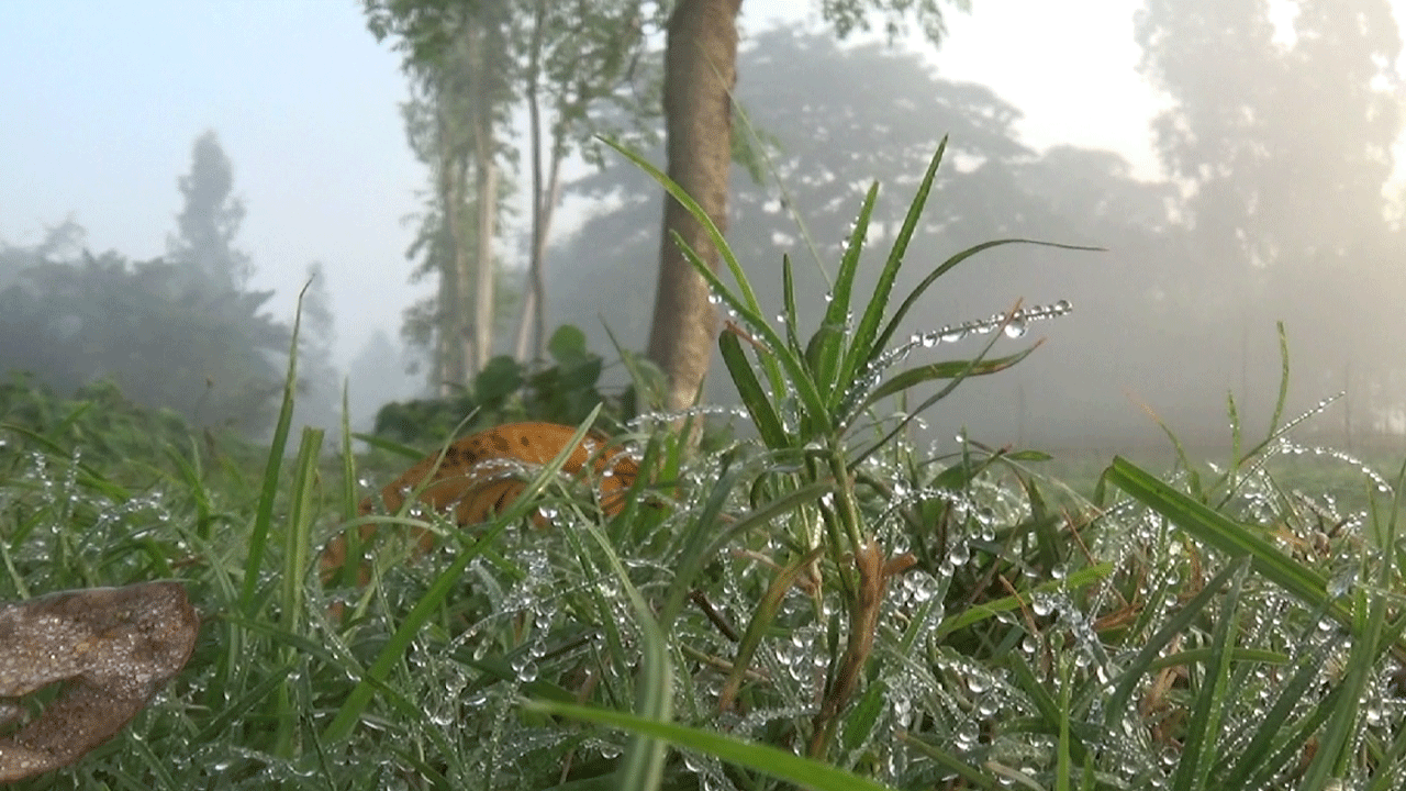 গাইবান্ধায় শীতের আমেজ, ঘাসের ডগায় শিশির