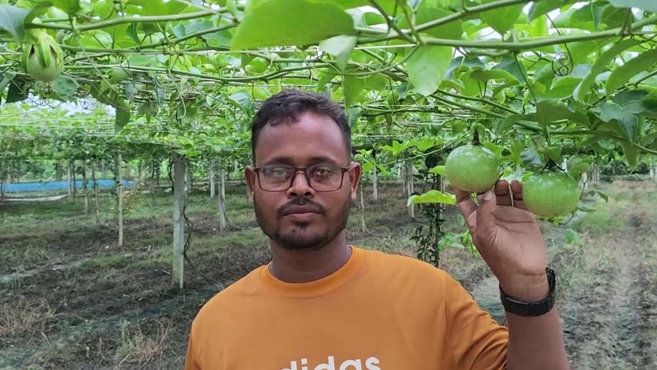মেহেরপুরে আনারকলি চাষে নতুন সম্ভাবনা
