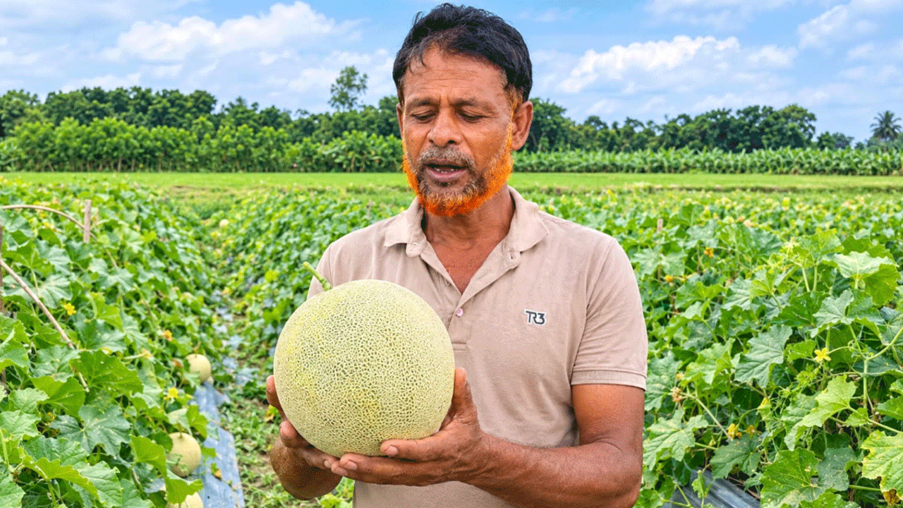 ইউটিউব দেখে বিদেশি ফল সাম্মাম চাষ