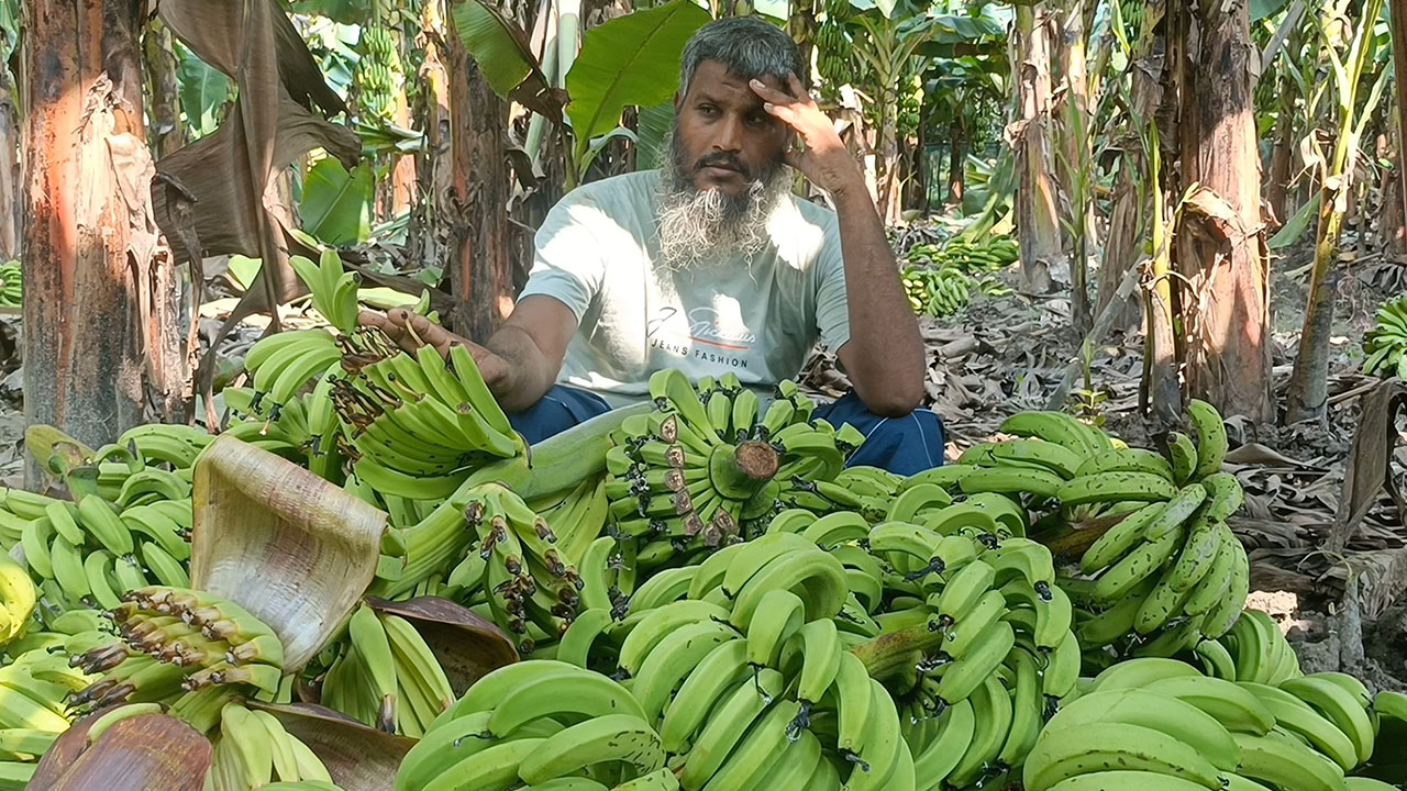 ঋণ নিয়ে গড়া বাগান এক রাতেই শেষ