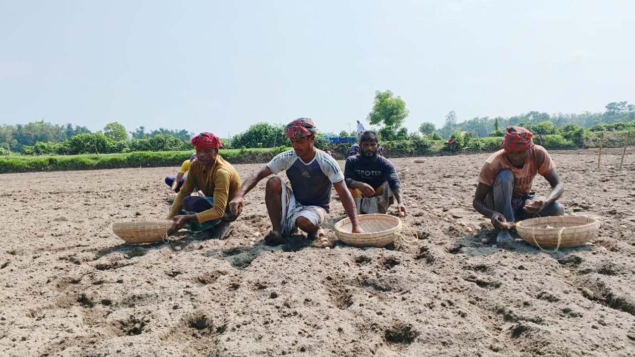 লোকসান কাটিয়ে আগাম আলু চাষে ব্যস্ত নীলফামারীর কৃষকেরা