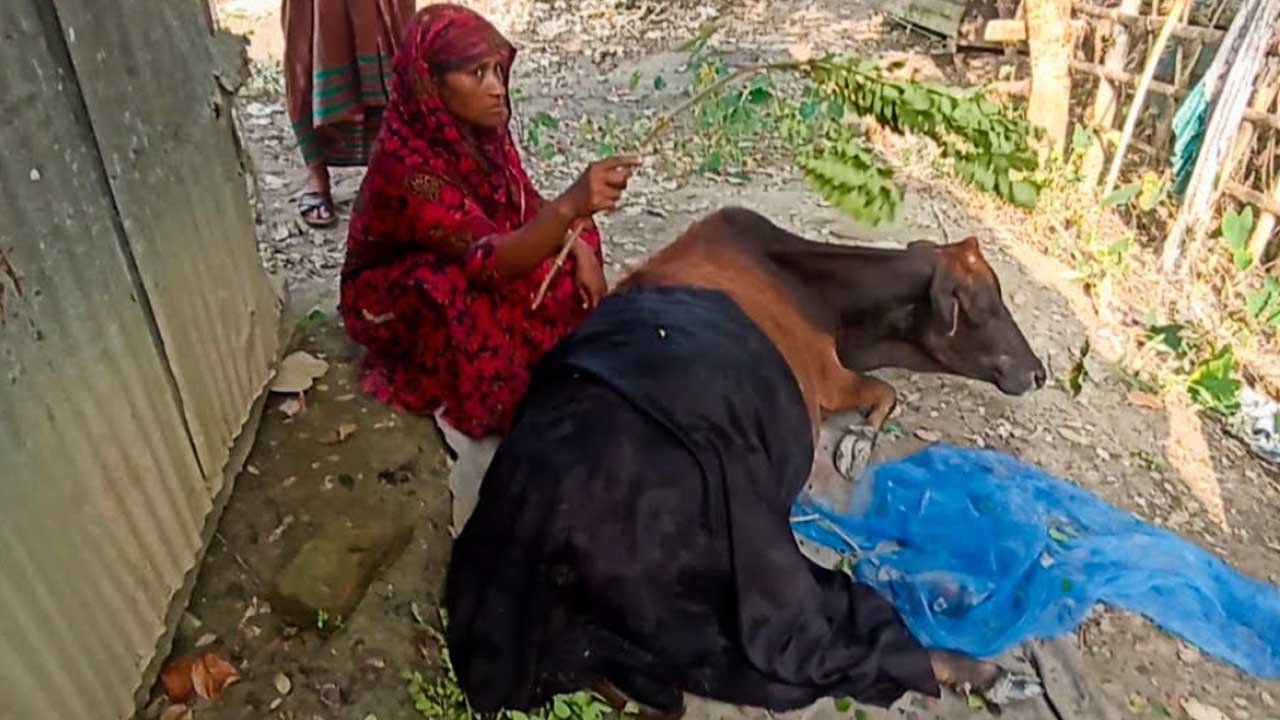 বাগেরহাট/নদী থেকে উঠে গাভিকে টেনে নেওয়ার চেষ্টা কুমিরের