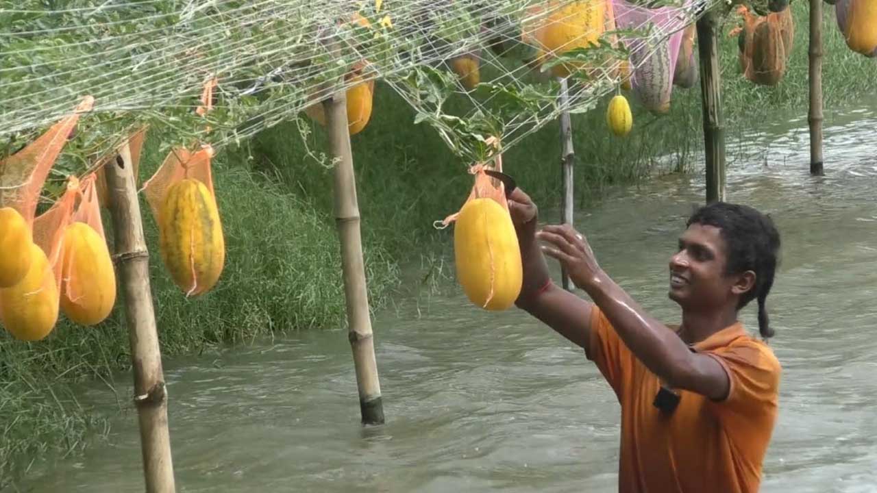 লবণাক্ত চিংড়ি ঘেরের ভেড়িতে তরমুজের চাষ