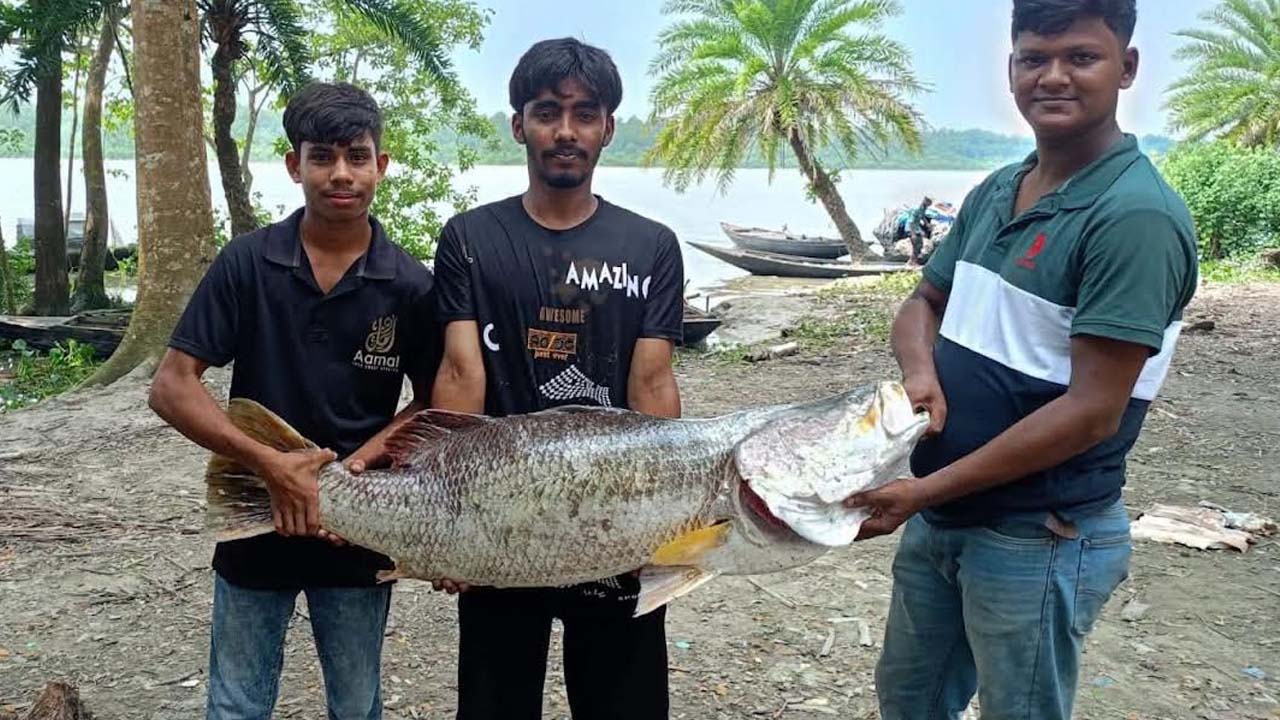 জেলের জালে ২০ কেজির কোরাল, বিক্রি হলো কত
