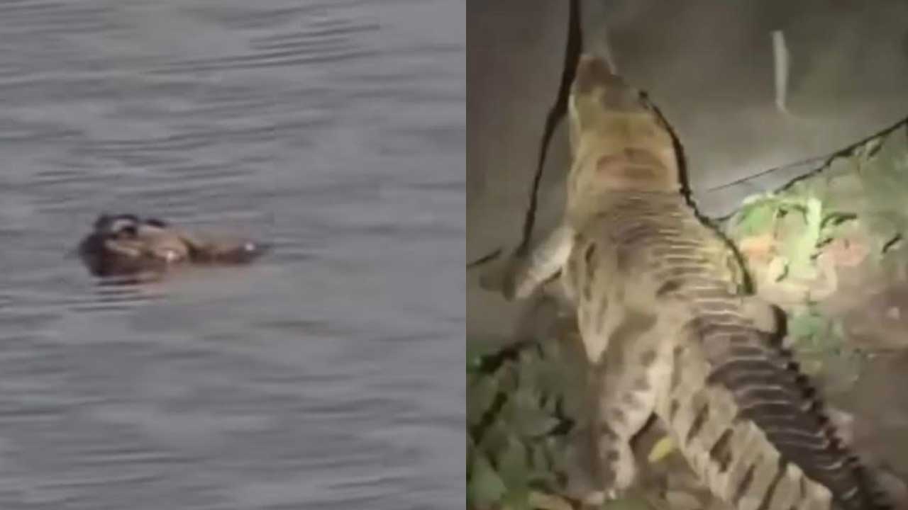নারায়ণগঞ্জে ৯ দিন পর ফের দেখা মিলল সেই কুমিরের